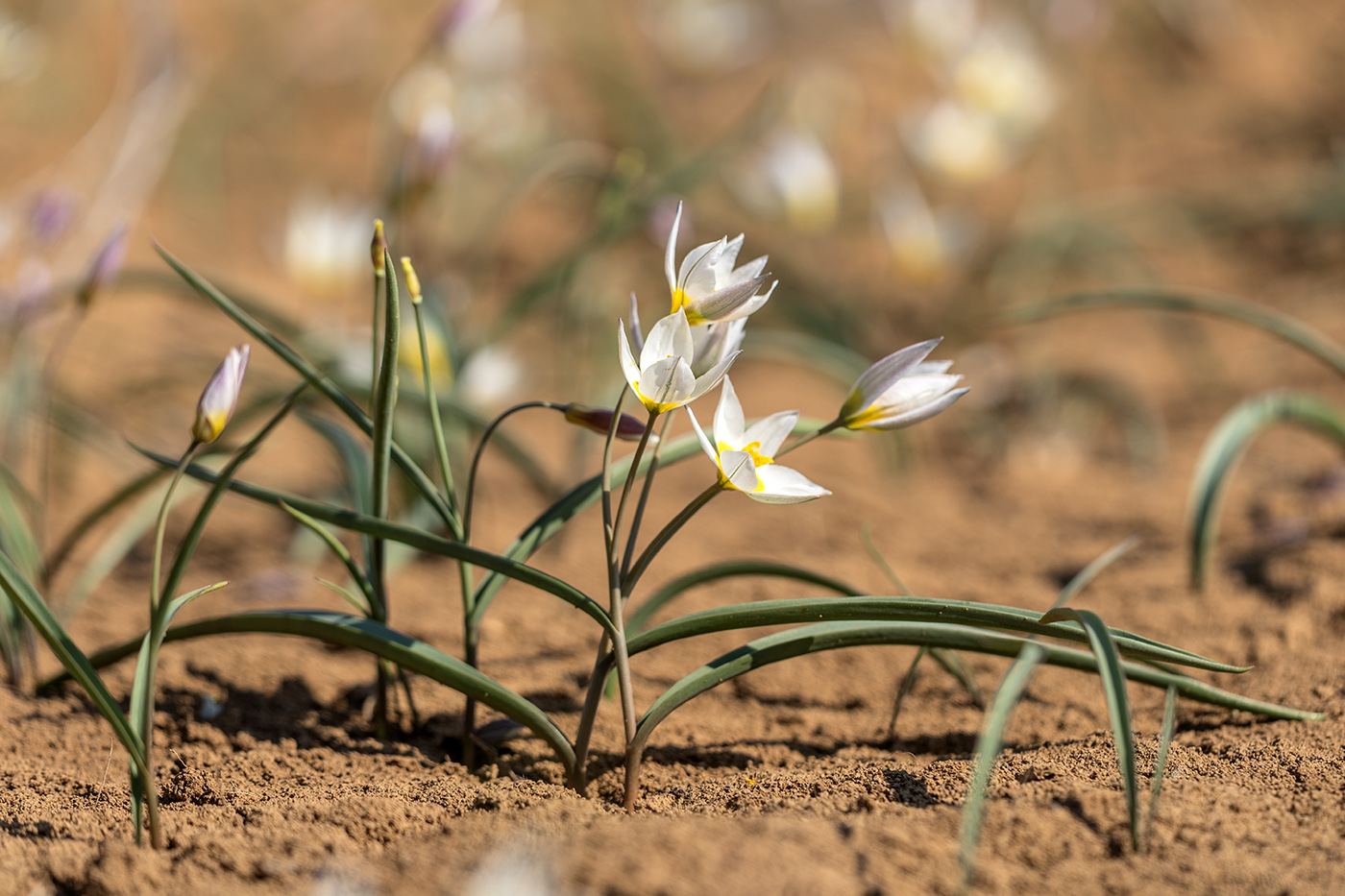 Изображение особи Tulipa biflora.