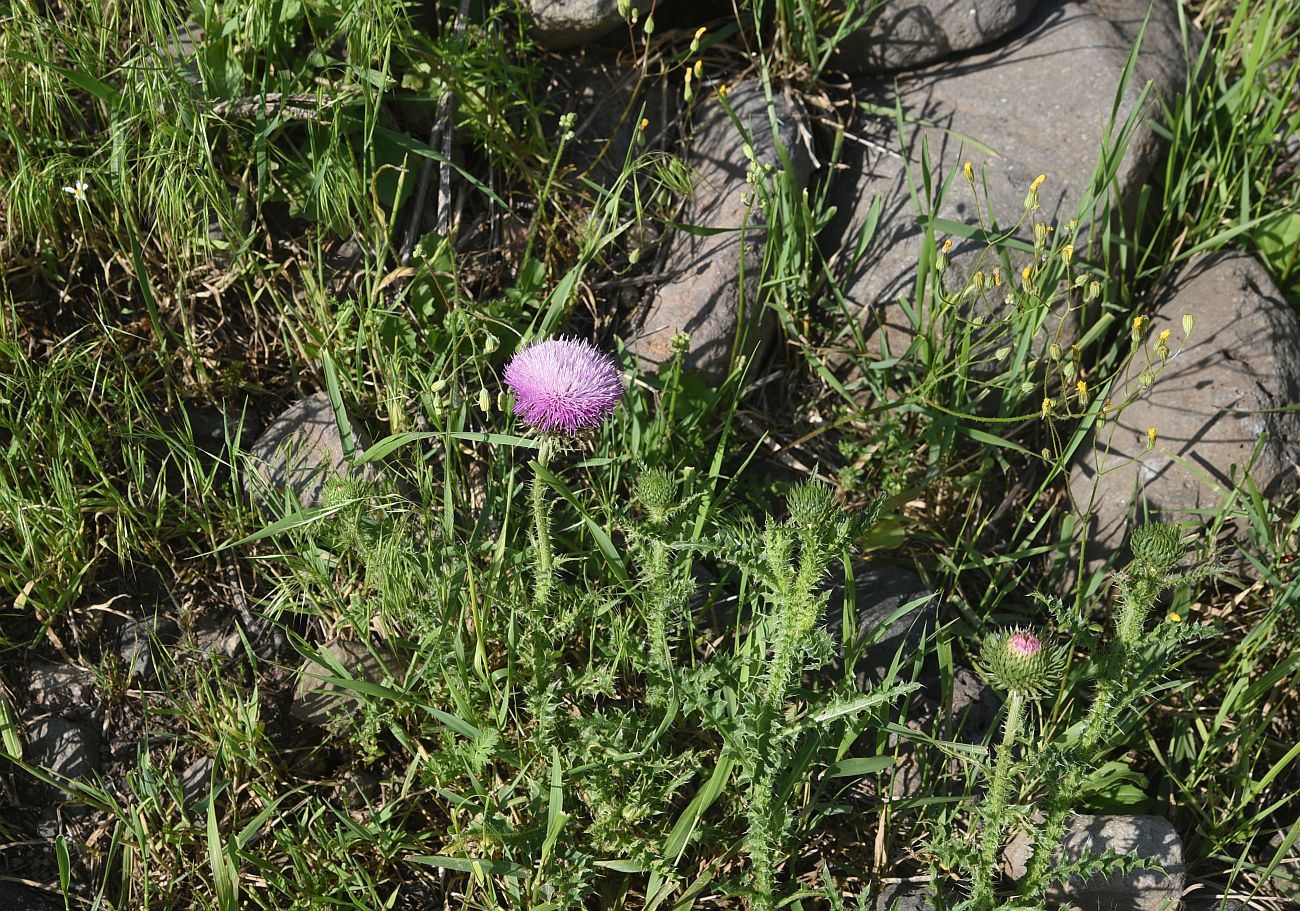 Изображение особи род Carduus.