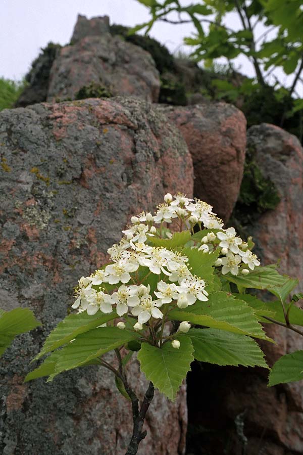 Image of Sorbus alnifolia specimen.