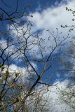 Juglans mandshurica. Часть кроны с развивающимися листьями и соцветиями. Санкт-Петербург, Кировский р-н, внутриквартальное озеленение. 08.05.2026.