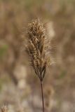 род Bromus
