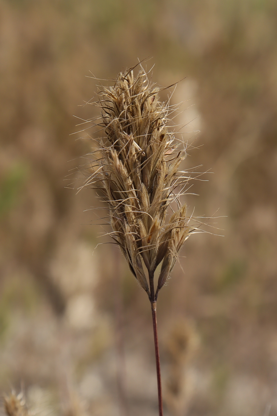 Изображение особи Bromus scoparius.