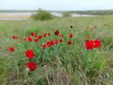 Tulipa suaveolens. Цветущие растения. Ростовская обл., Октябрьский р-н, дол. р. Аюта, окр. хут. Красный, правый коренной берег пруда Терновый Яр, степь. 18.04.2026.