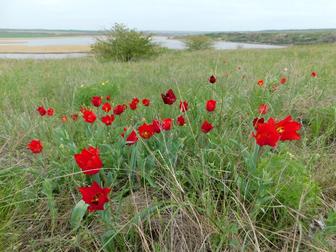 Image of Tulipa suaveolens specimen.