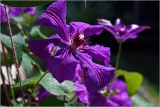 Clematis × jackmanii. Цветок. Московская обл., Раменский р-н, окр. дер. Хрипань, садовый участок. 15.07.2026.