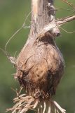 род Allium