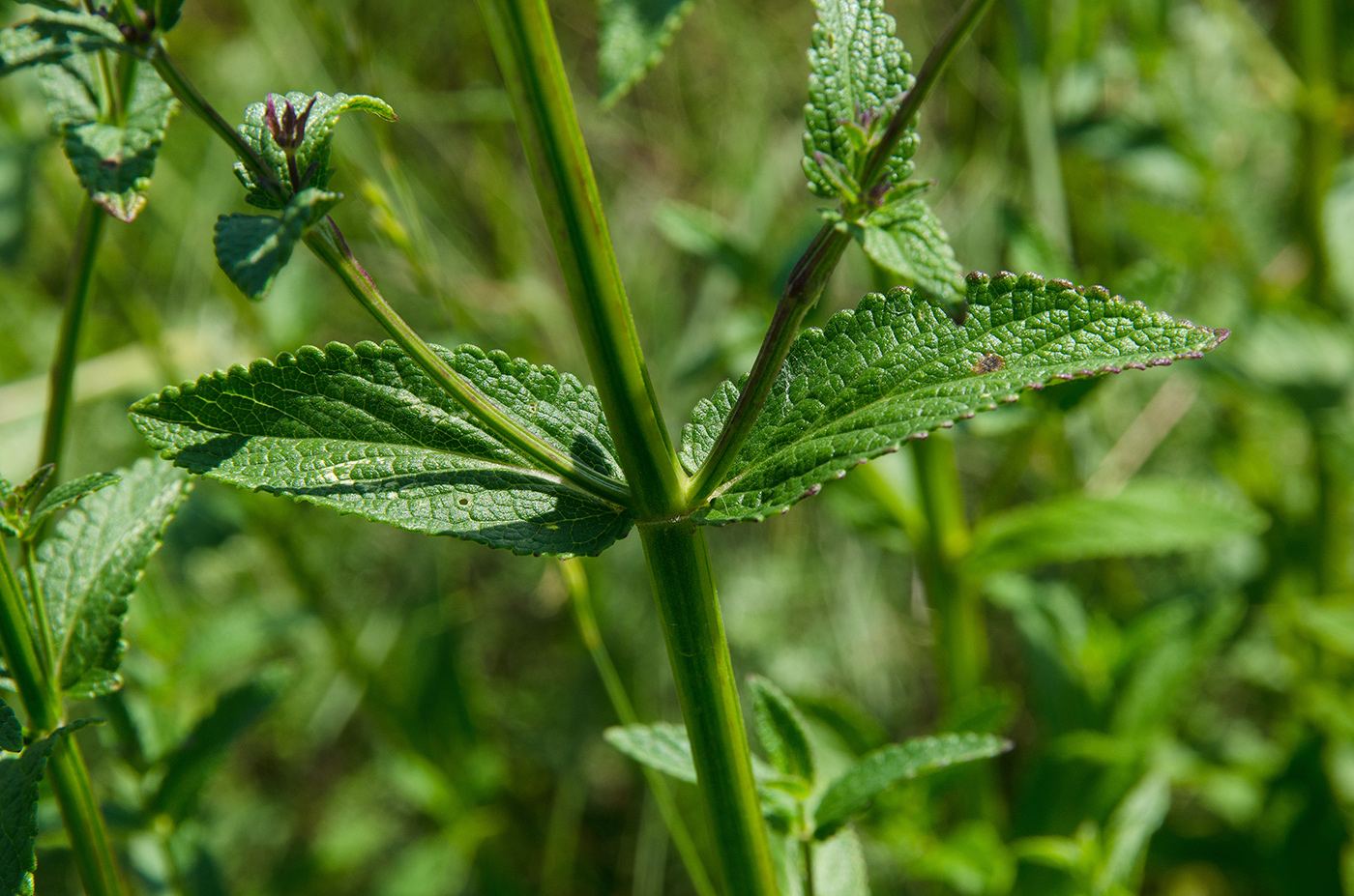 Image of Nepeta nuda specimen.