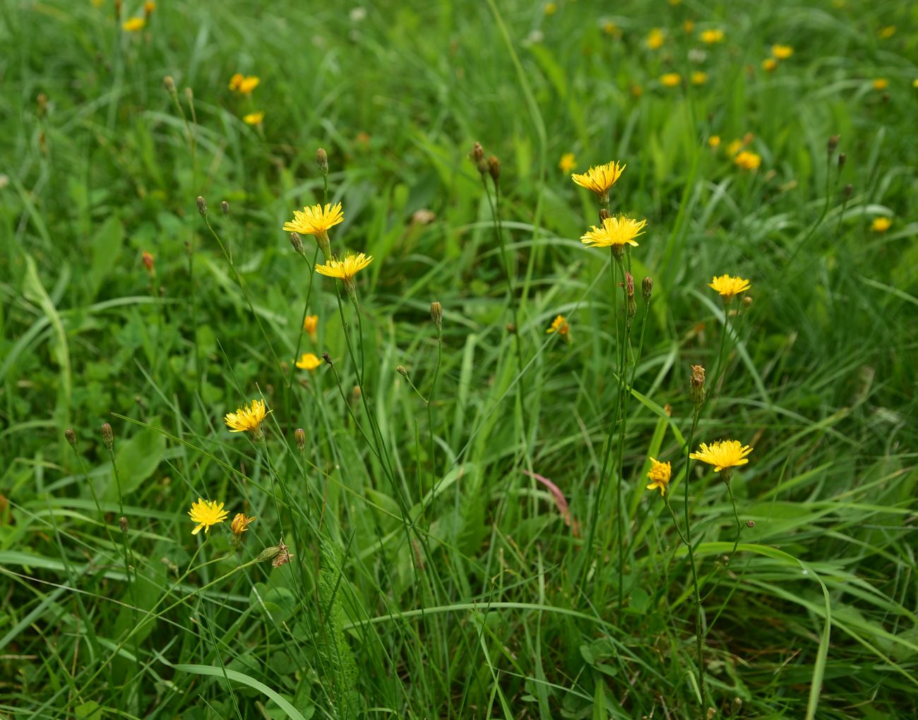 Image of Scorzoneroides autumnalis specimen.