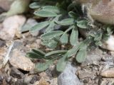 genus Oxytropis. Листья и прилипшие плоды растения из Asteraceae(?). Таджикистан, Горно-Бадахшанская автономная обл., Мургабский р-н, дол. р. Карасу, ≈ 3630 м н.у.м., галечно-глинистый субстрат в пойме. 6 июля 2026 г.