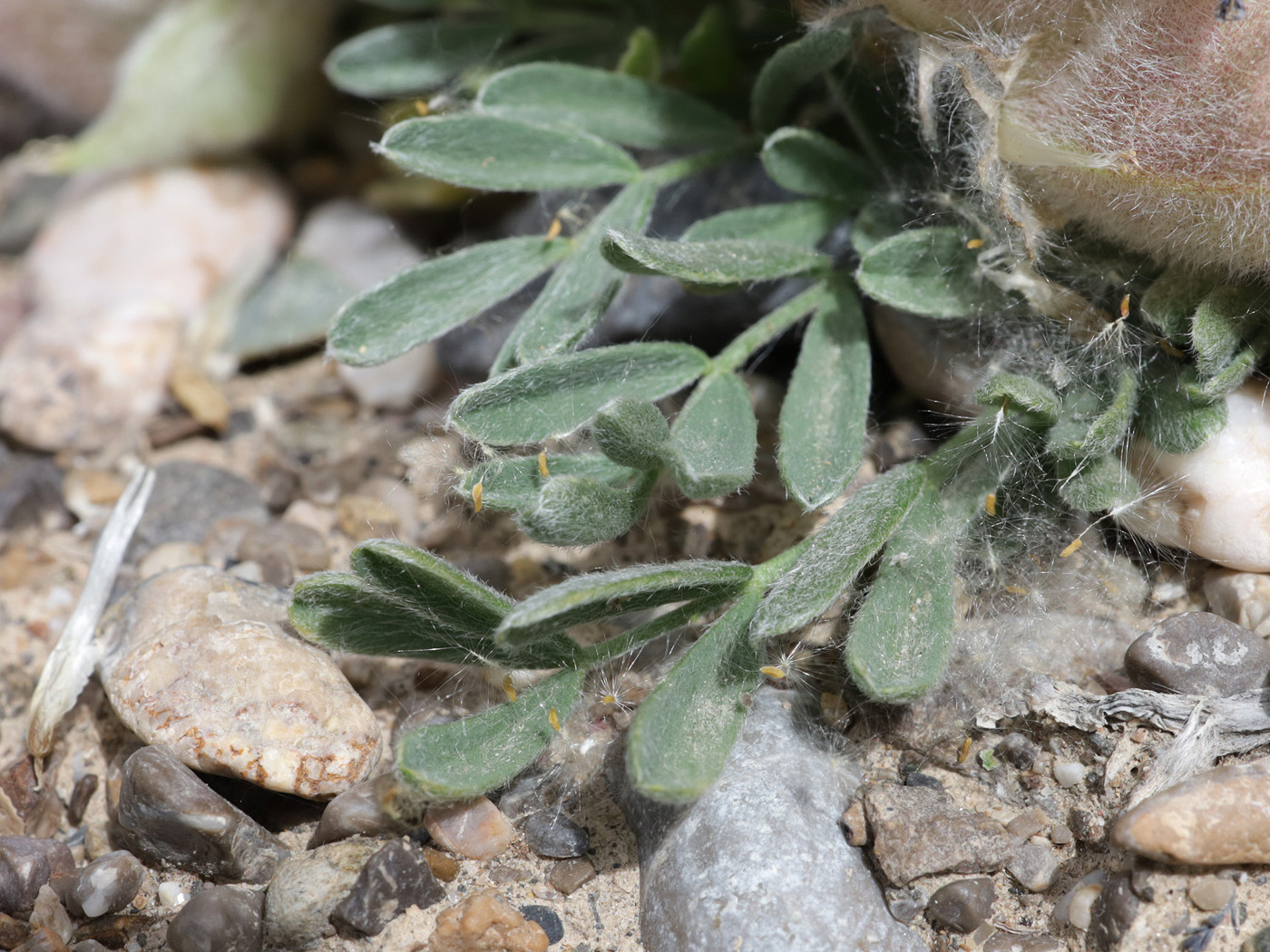 Image of genus Oxytropis specimen.