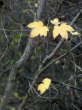 Acer pseudoplatanus. Ветви с листьями в осенней окраске. Республика Молдова, муниципалитет Кишинёв, г. Кодру. 16 ноября 2025 г.