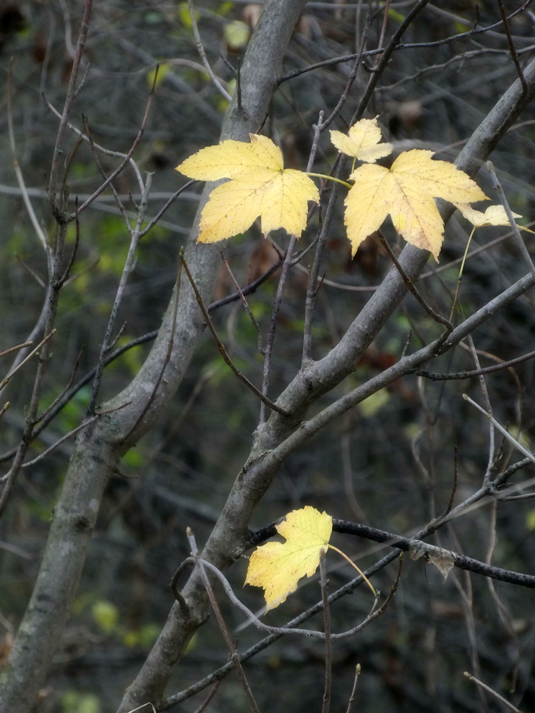Image of Acer pseudoplatanus specimen.