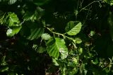 Alnus barbata. Побег. Турция, ил Артвин, р-н Юсуфели, 250 м ниже дер. Гюльпынар, выс. 1500 м н.у.м., роща на берегу реки. 13 июня 2026 г.
