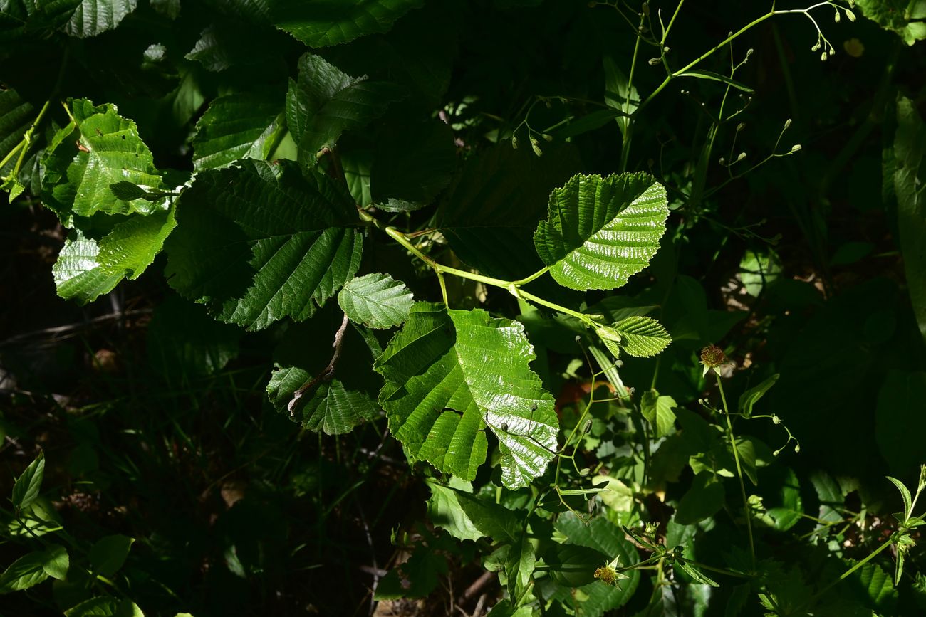 Image of Alnus barbata specimen.