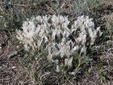 Astragalus brevifolius