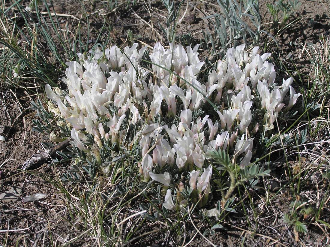 Image of Astragalus brevifolius specimen.