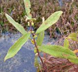 Salix × coerulescens. Побег. Рязанская обл., Спасский р-н, Окский заповедние, оз. Макшево, на мелководье у берега. 08.10.2009.