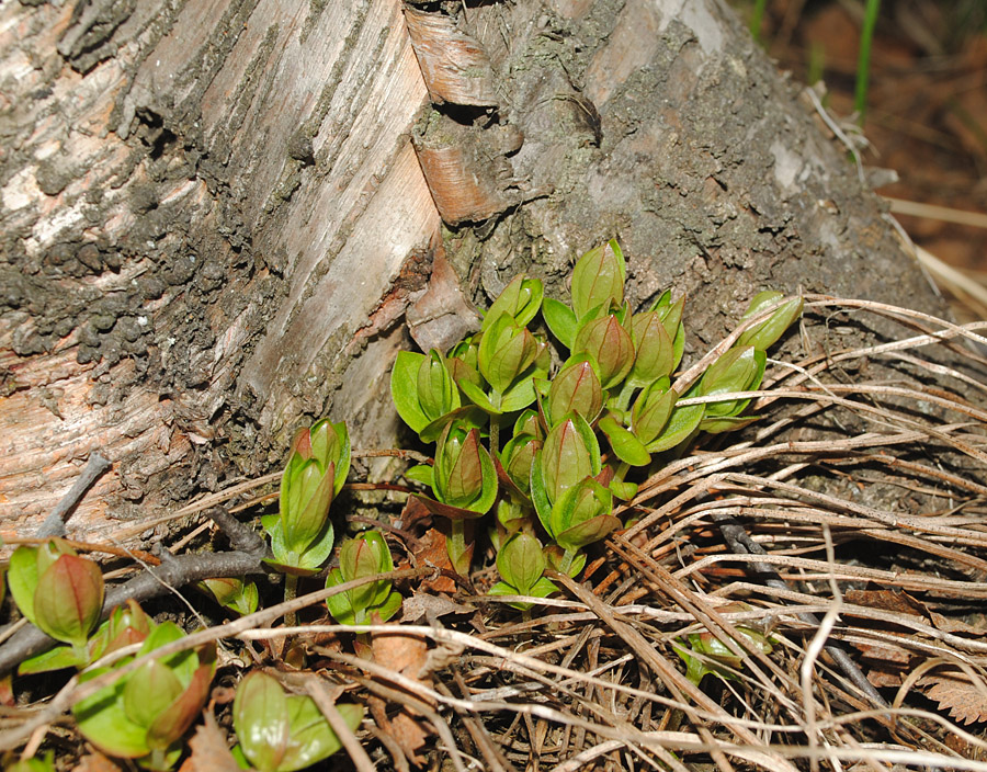 Изображение особи Chamaepericlymenum suecicum.