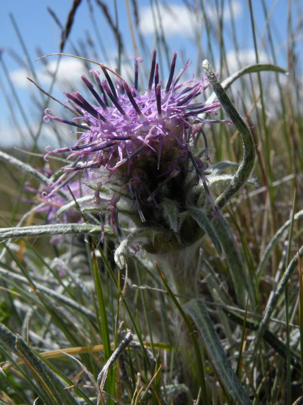 Image of Saussurea leucophylla specimen.