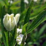 Clematis hexapetala. Верхушка расцветающего растения. Приморский край, Уссурийский гор. округ, окр. с. Монакино. 12.06.2011.