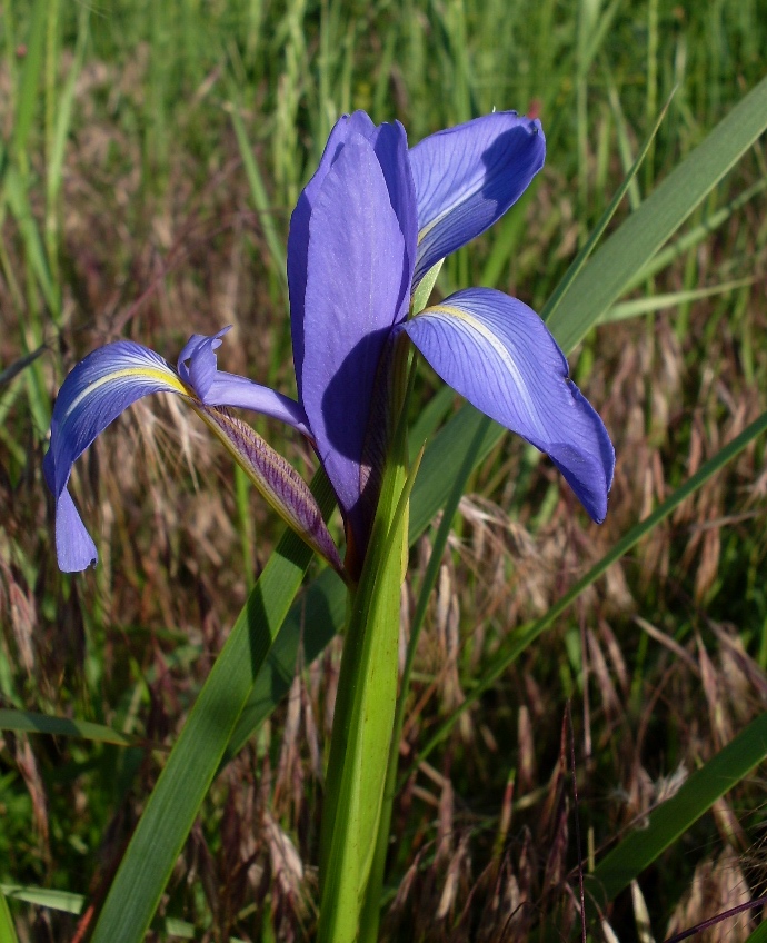 Изображение особи Iris notha.