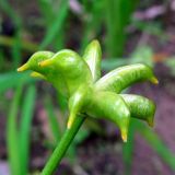 Caltha palustris