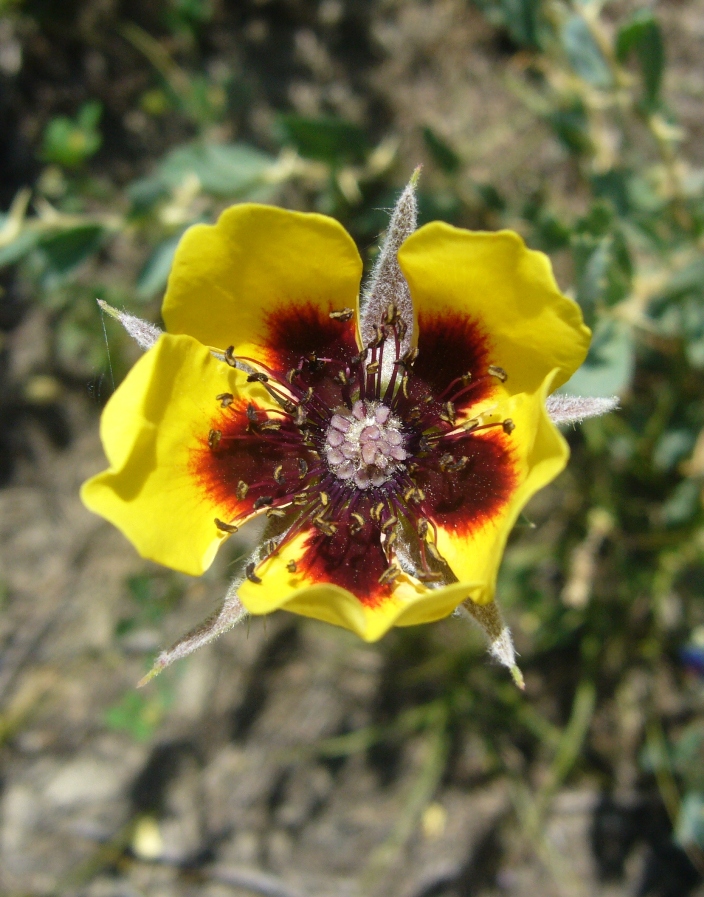 Image of Rosa persica specimen.