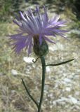 Centaurea caprina. Верхушка побега с соцветием. Южный берег Крыма, гора Кошка. 23.06.2011.