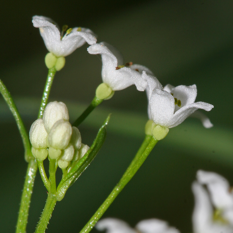 Изображение особи Galium rivale.