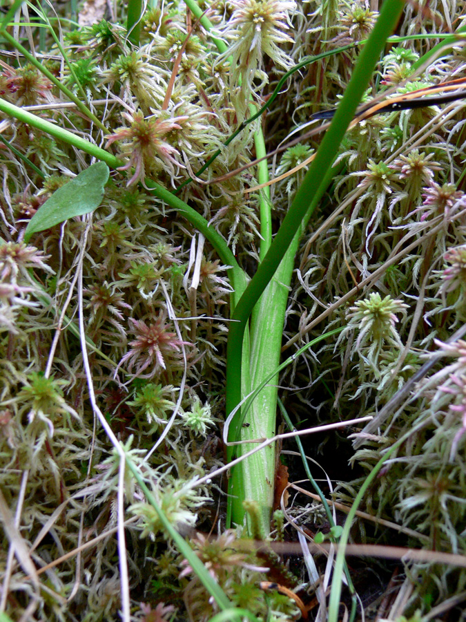 Image of Menyanthes trifoliata specimen.