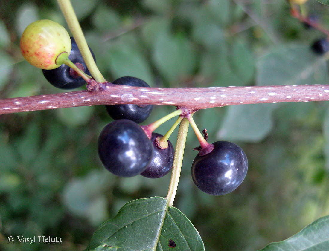 Изображение особи Frangula alnus.