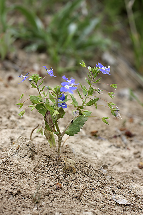 Image of Veronica ramosissima specimen.