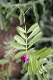 Vicia sativa