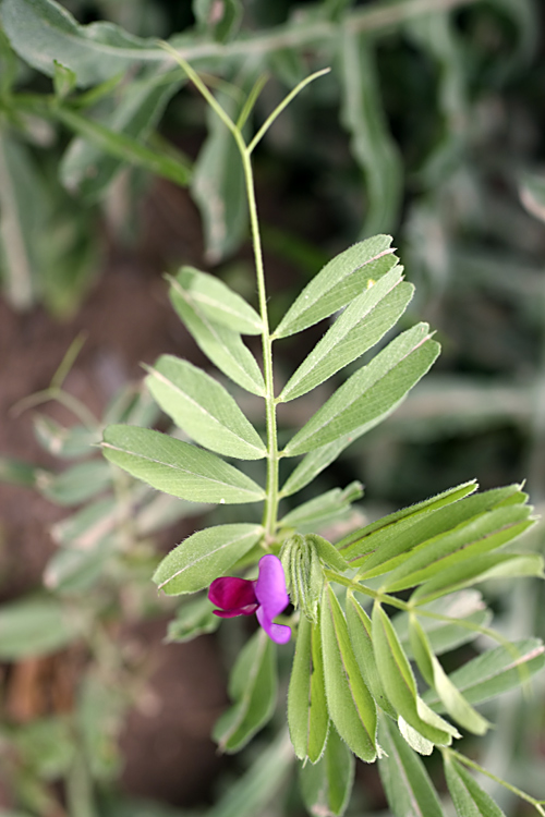 Изображение особи Vicia sativa.