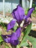 Iris aphylla