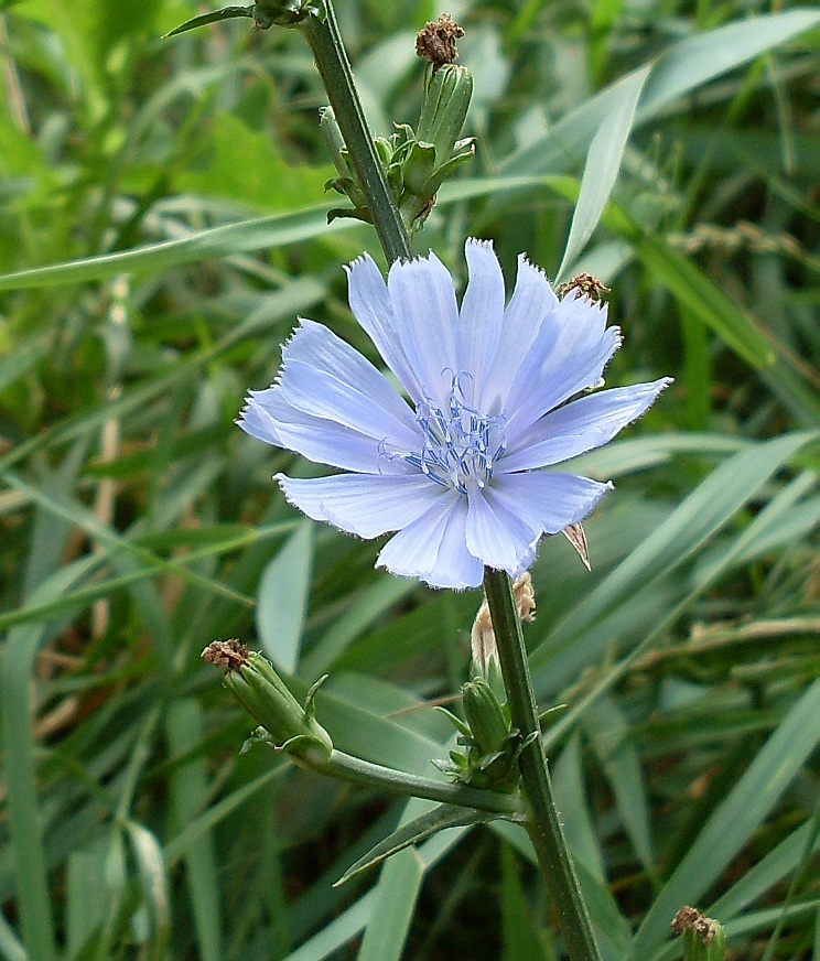 Image of Cichorium intybus specimen.