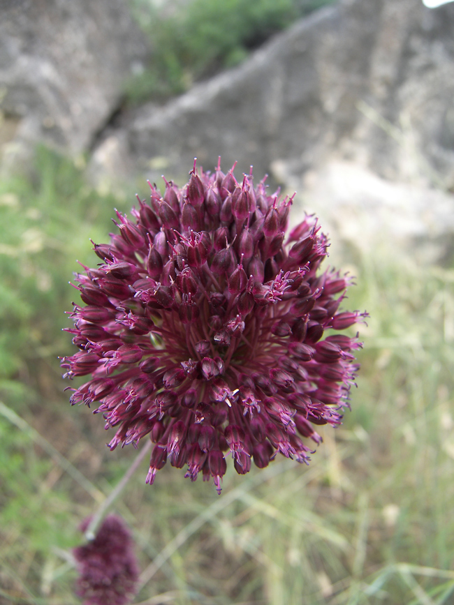 Image of Allium fuscoviolaceum specimen.