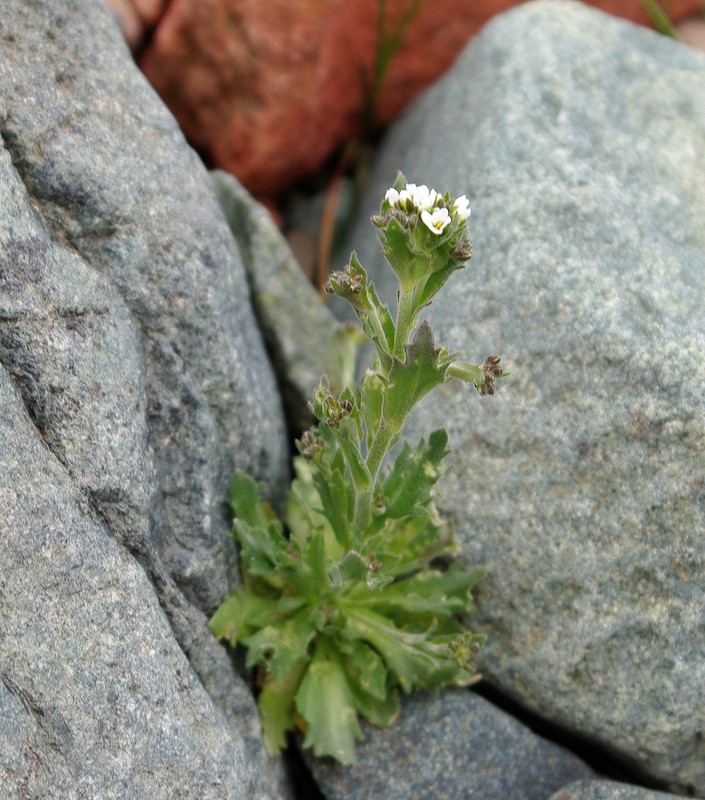 Изображение особи Draba cana.