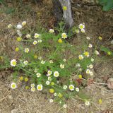 Anthemis dumetorum