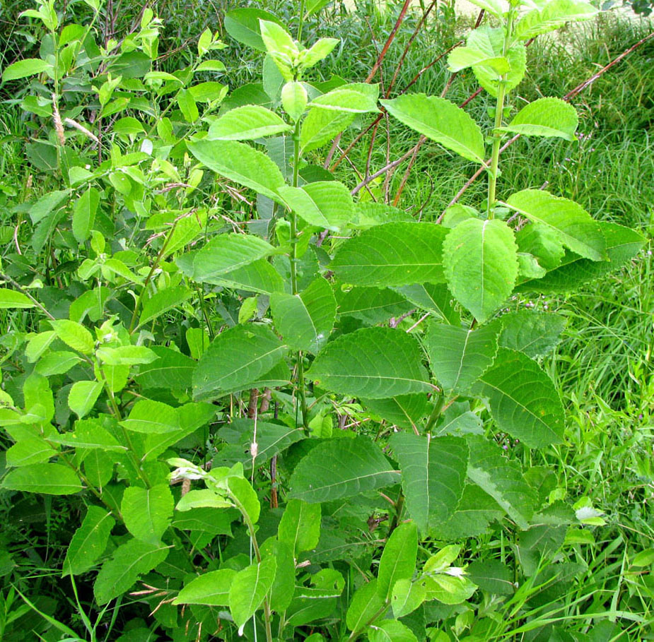 Image of Salix latifolia specimen.