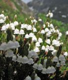 Cassiope ericoides