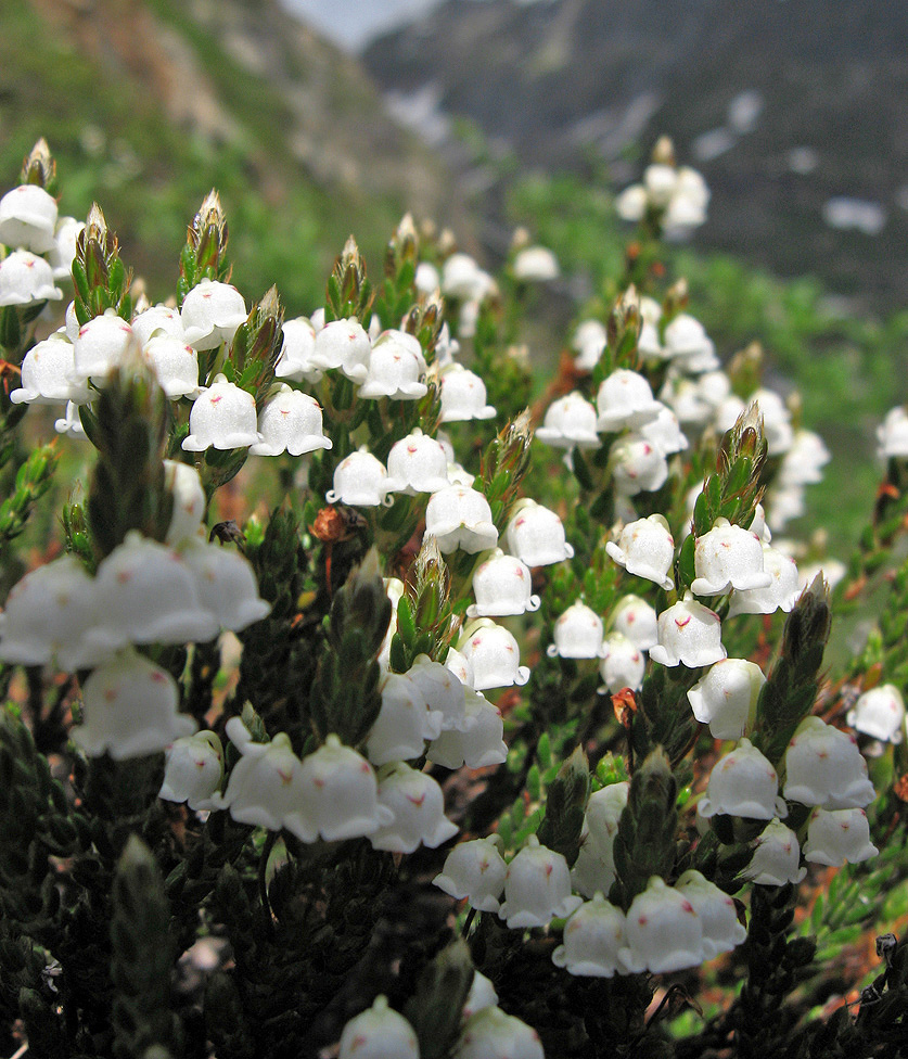 Image of Cassiope ericoides specimen.