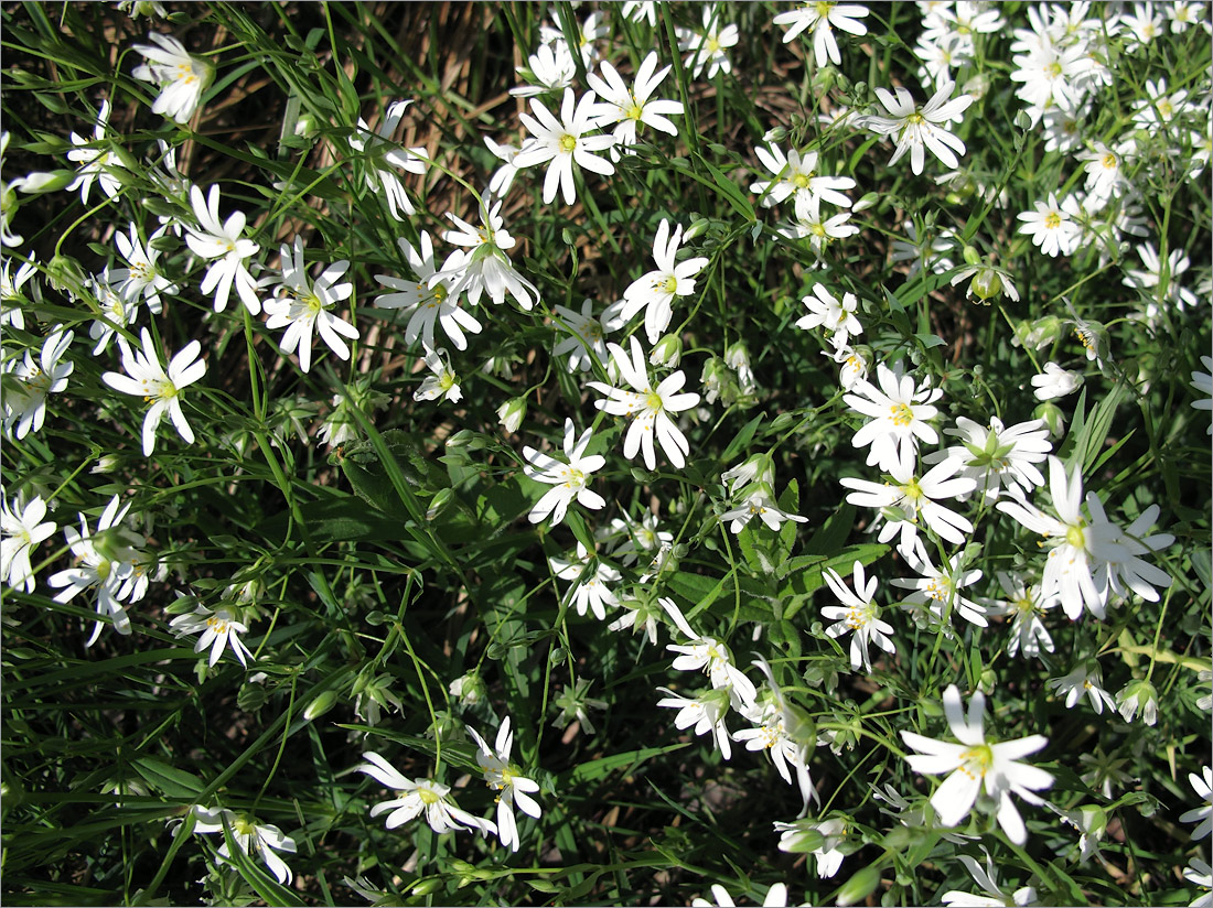 Image of Stellaria holostea specimen.