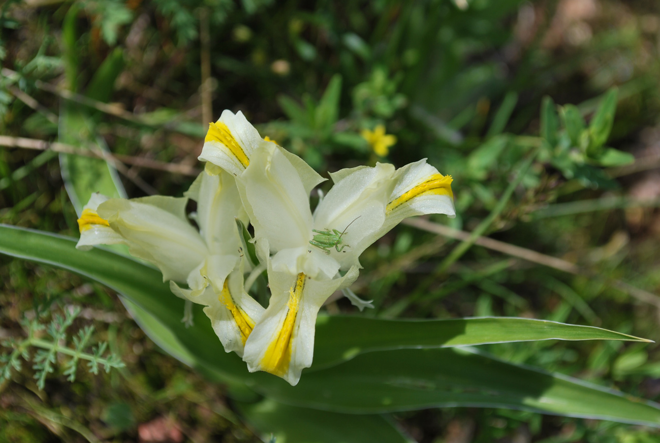 Изображение особи Juno orchioides.