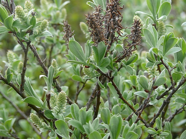 Изображение особи Salix glauca.