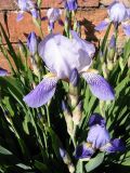 Iris × neglecta