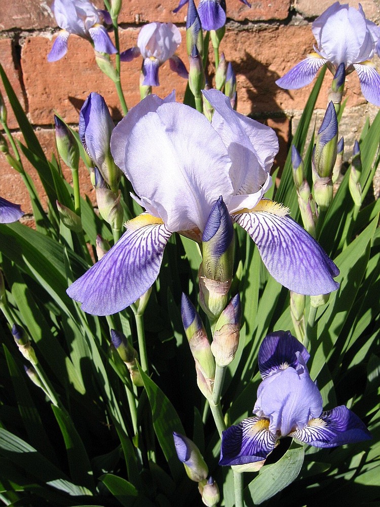 Изображение особи Iris &times; neglecta.