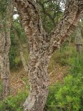 Quercus suber. Основание ствола взрослого дерева с сильно развитым пробковым слоем. Испания, Каталония, провинция Girona, Costa Brava, окрестности населённого пункта Sant Feliu de Guíxols. 24 октября 2008 г.