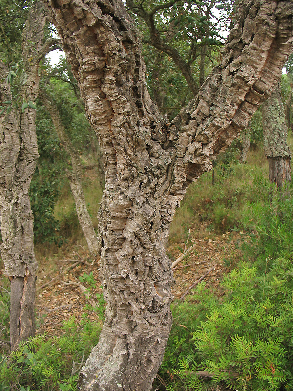 Изображение особи Quercus suber.