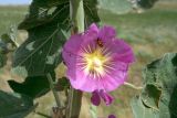 Alcea rhyticarpa